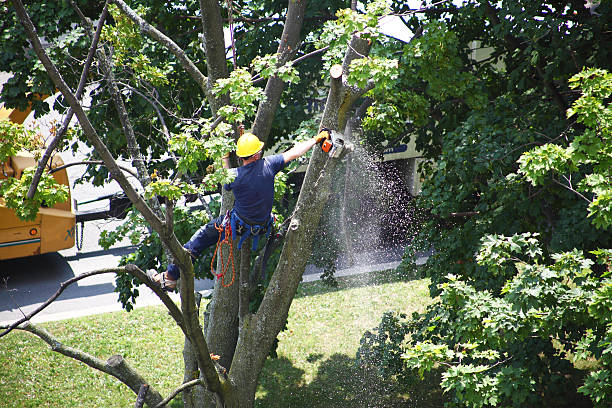 Lawn Renovation and Restoration in Clarksburg, WV